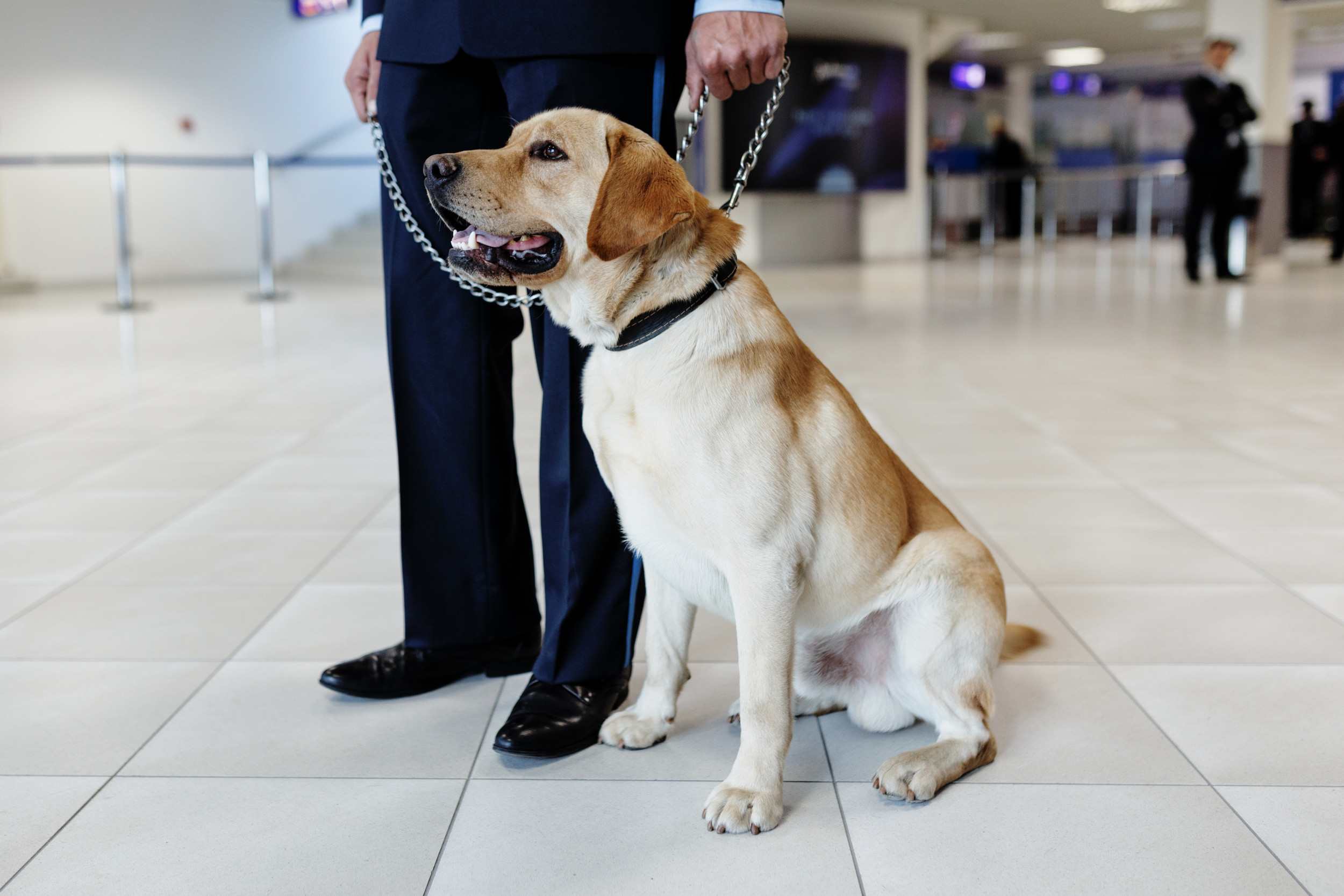 Internet Unprepared for TSA Agent’s Response to Dog at Airport [Video]