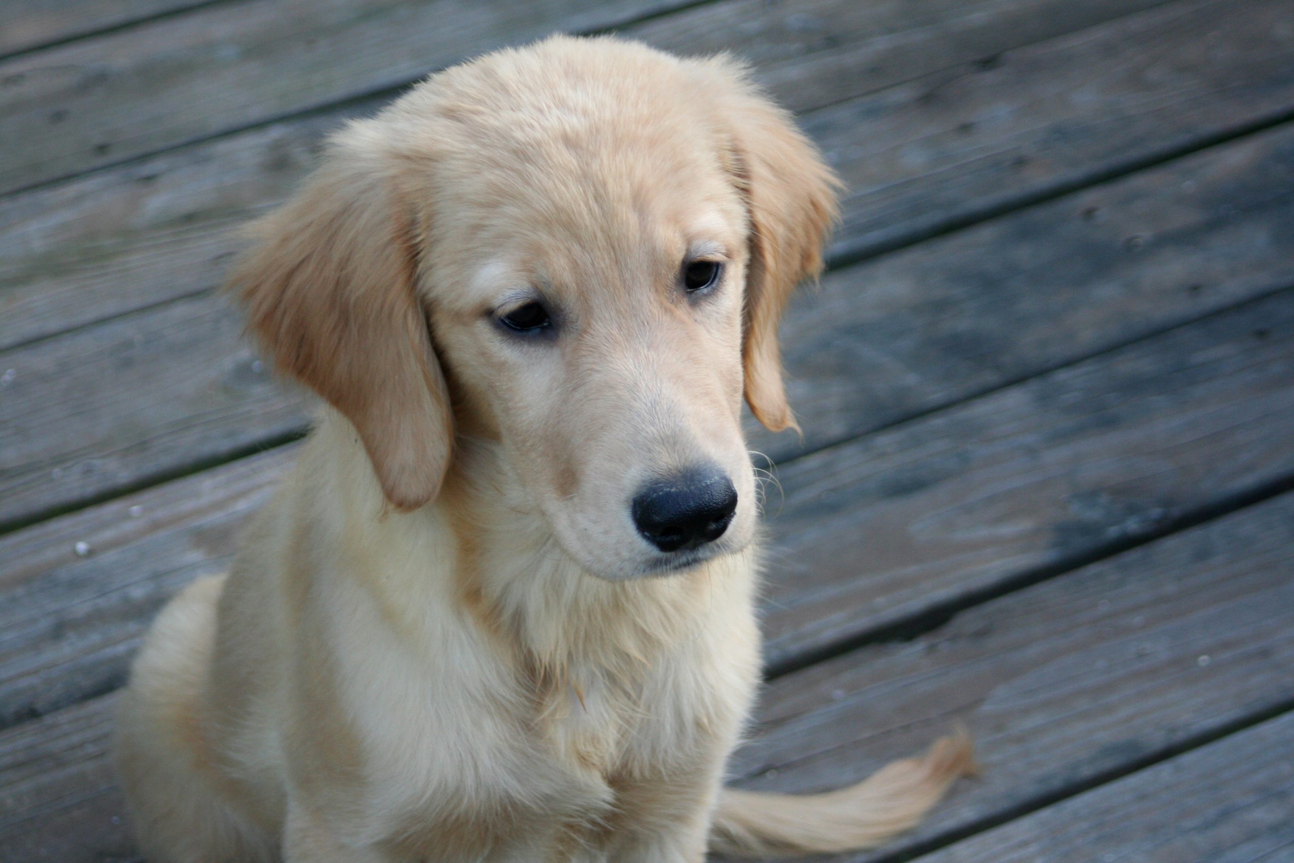 Golden Retriever Puppy
