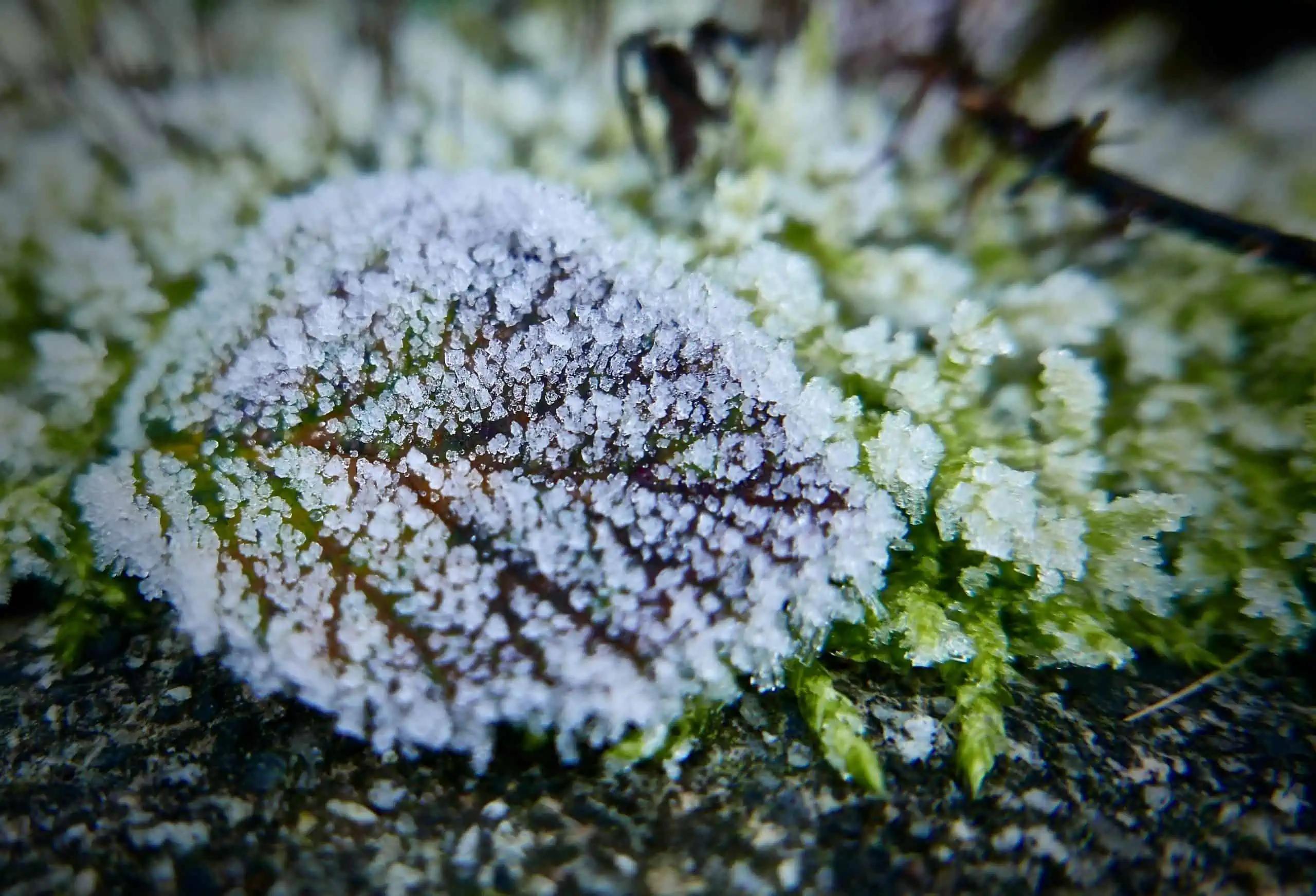 Frost advisory issued for parts of Ontario [Video]