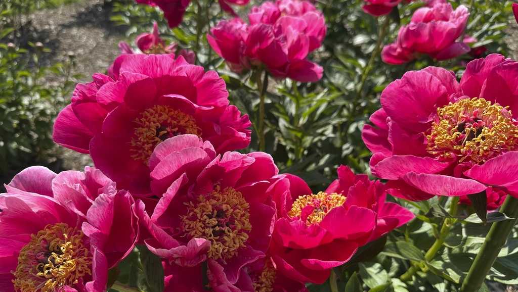 Annual peony pilgrimage to Michigan [Video]