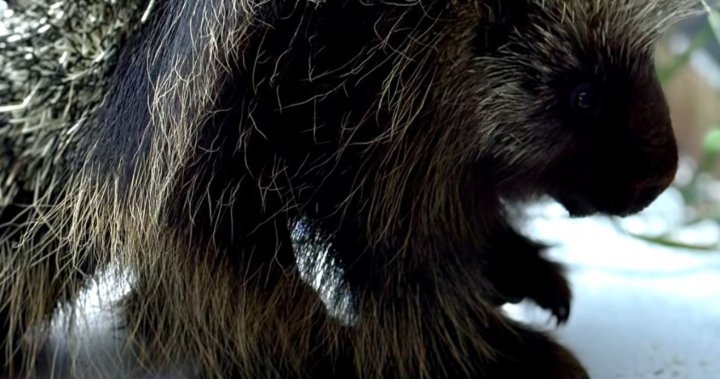 Spiny stowaway: Porcupine travels from northern B.C. to Kelowna inside plane wreckage [Video]