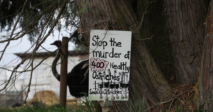 B.C. ostrich farm calls for independent testing to prevent unnecessary destruction [Video]