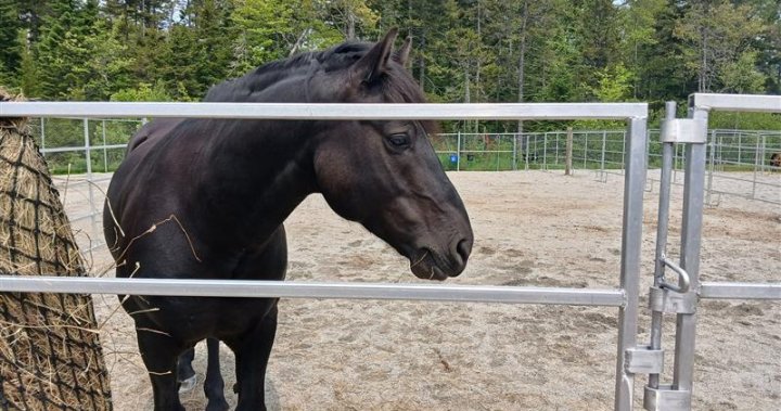 Ross Farm, popular N.S. tourism spot, making changes to animal care amid backlash – Halifax [Video]
