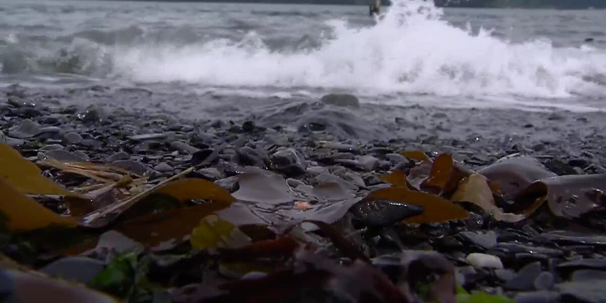 Sights & Sounds: Waves crashing on shores of Resurrection Bay [Video]