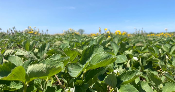 Quebec farmers expected to face heavy storms, hot and humid weather this summer – Montreal [Video]