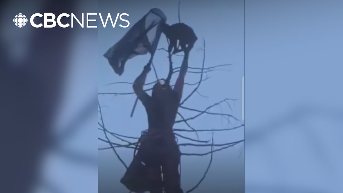 Surrey, B.C., cat eludes rescuers