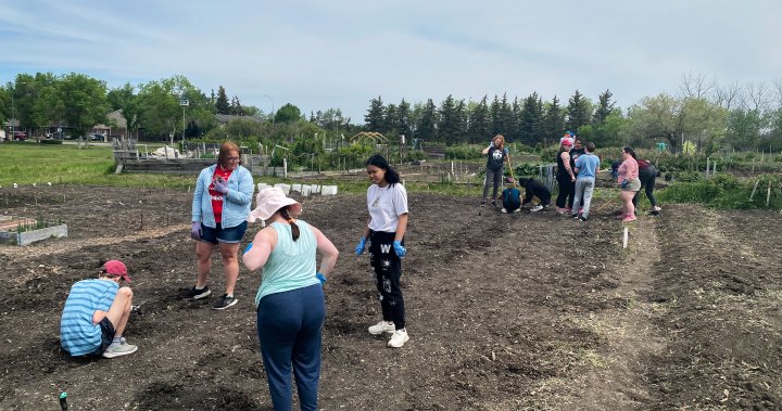 Athletes, students tend to community garden in support of Regina Foodbank [Video]