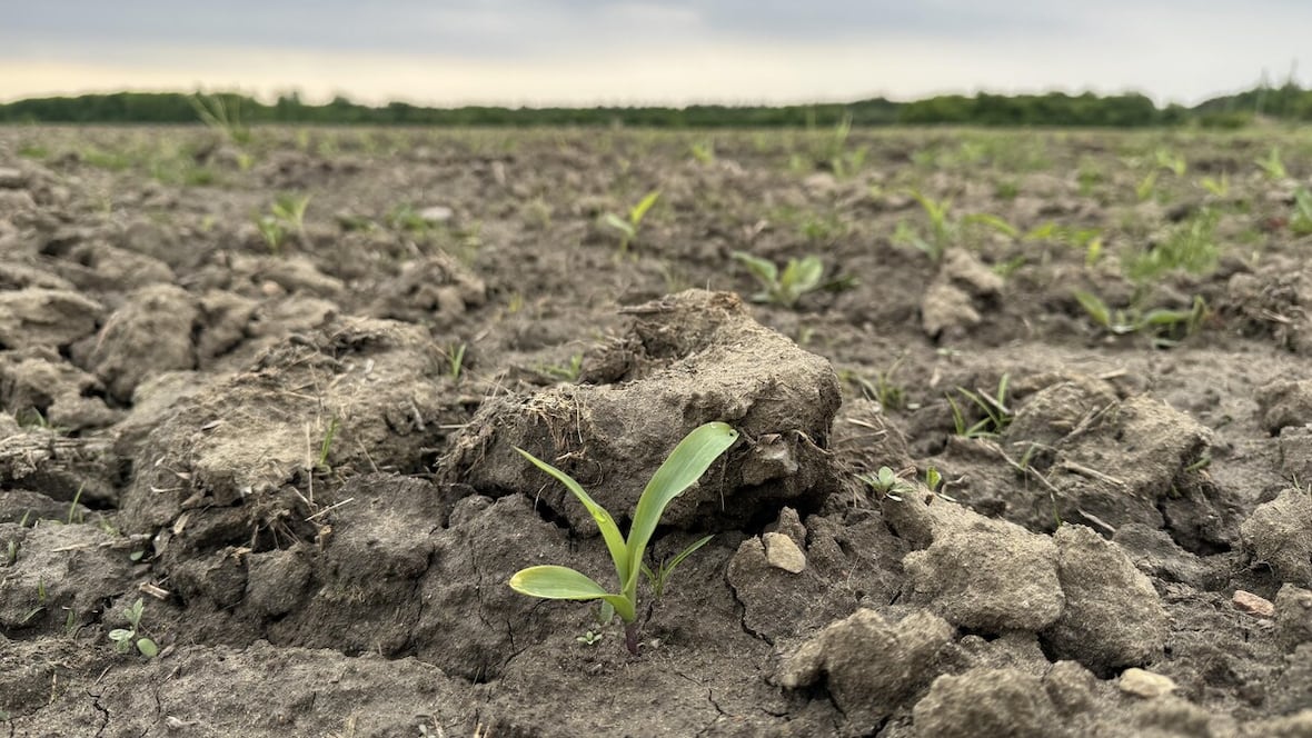 Chilly start to summer puts agriculture at risk [Video]