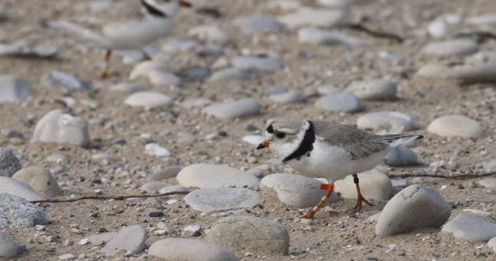 Judge orders rethink of preservation plan for endangered piping plovers on East Coast [Video]