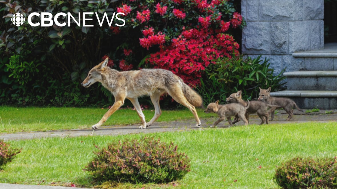 Coyote pups are cute but people should stay away, park board says [Video]