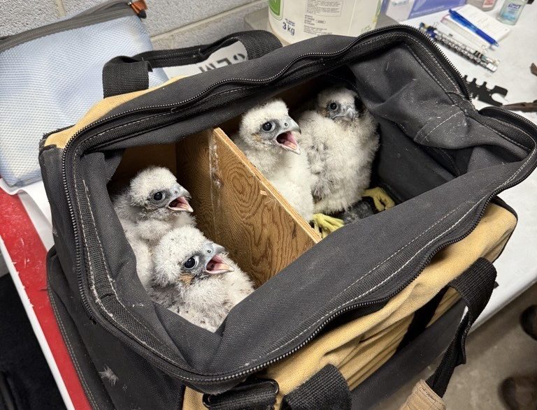 Four falcon chicks hatched on Ontario hospital roof [Video]