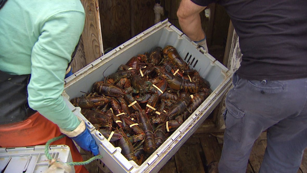 Low catches and prices causing stress on P.E.I.