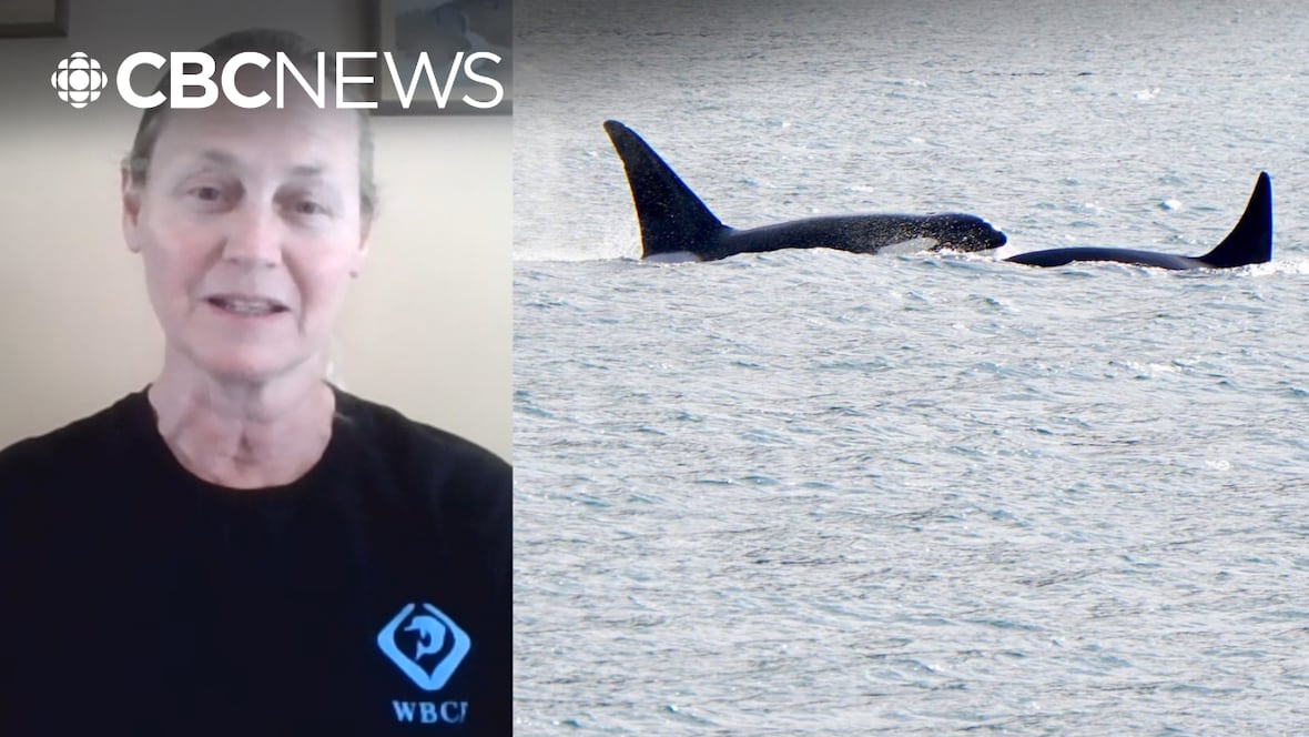 Why an orca near West Vancouver was seen ‘moonwalking’ [Video]