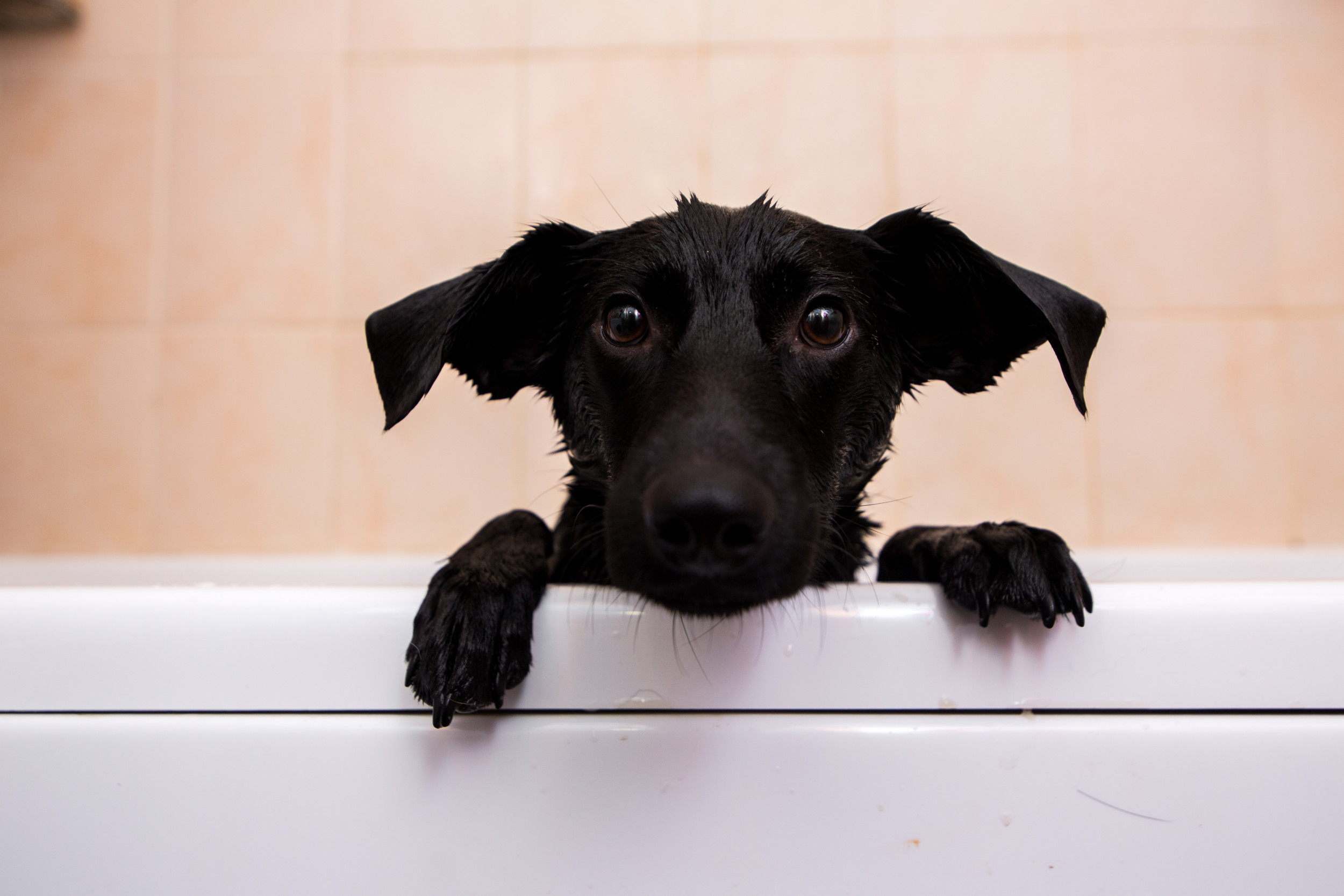 Labrador Caught ‘Taking a Bath’ by Herself Delights Internet [Video]