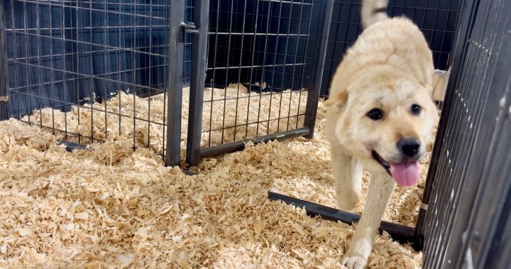 20 dogs rescued from meat farm in South Korea now safe in Canada – Montreal [Video]