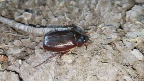 June bug season | Watch News Videos Online