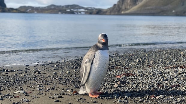Antarctic treaty under stress as member countries gather in Italy [Video]