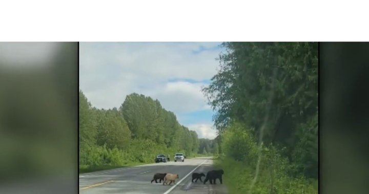 Video captures rare Kermode bear cub crossing northern B.C. highway [Video]