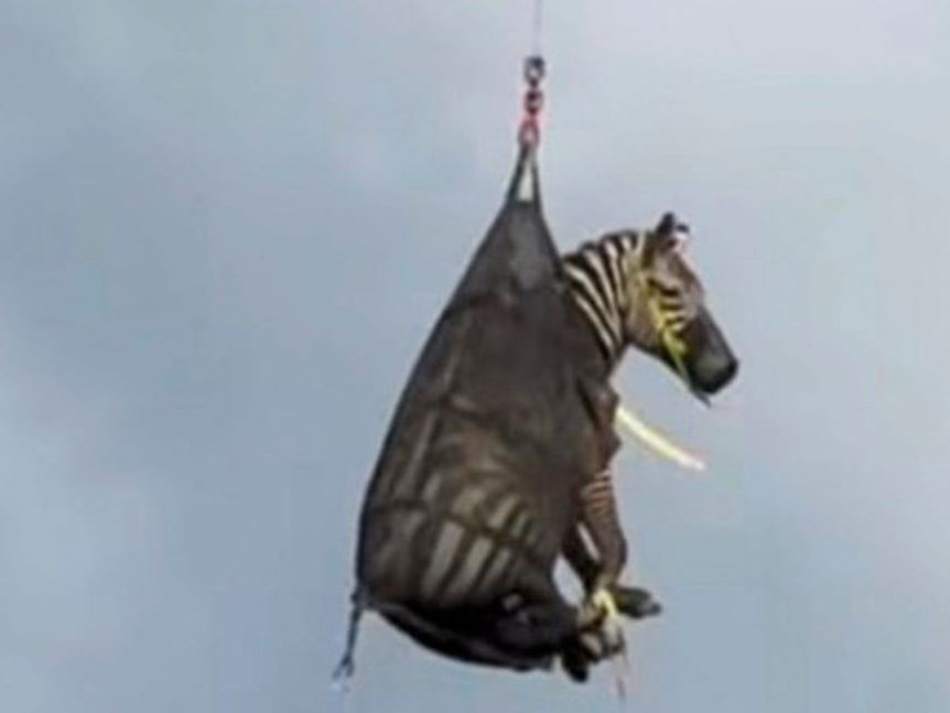 Runaway pet zebra captured in Tennessee [Video]