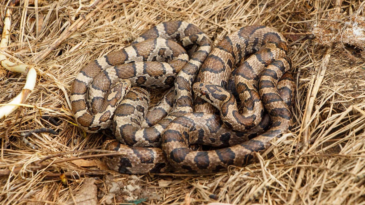 This non-venomous snake can imitate a rattlesnake when it feels threatened [Video]
