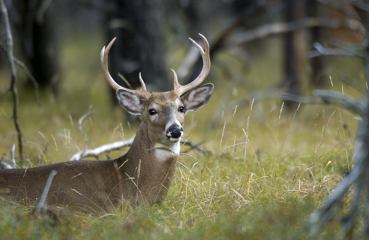 NY hunters harvested more deer in 2024-25, but still below five-year average [Video]