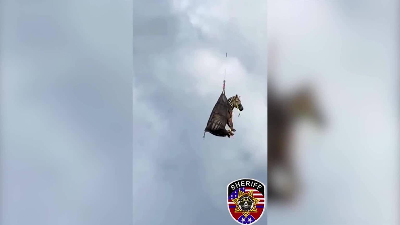 Escaped pet zebra airlifted after a week on the loose in Tennessee [Video]