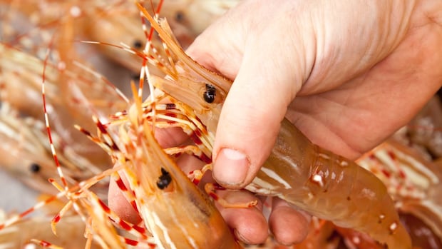 China tariffs bite into B.C. spot prawn season, but foodies queue for kiss of the sea [Video]