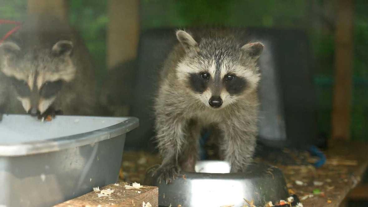 Wildlife experts concerned efforts to get rid of rats are hurting other animals as well [Video]