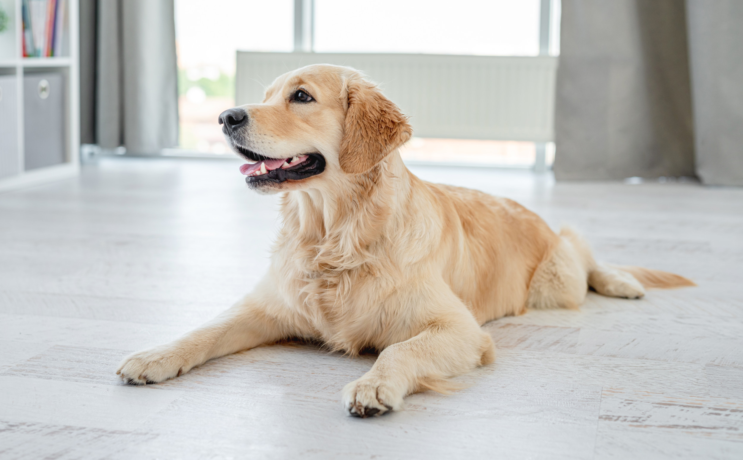 Woman Gets Notification From Pet CameraCan’t Cope With What Dog Is Doing [Video]