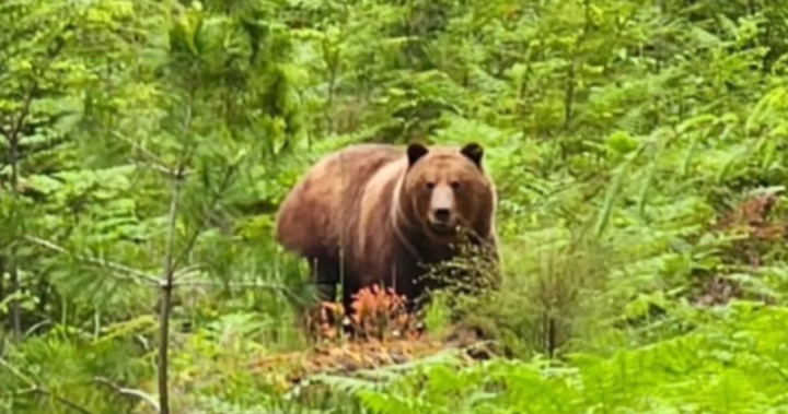 Lone Texada Island grizzly bear seen chasing livestock – BC [Video]