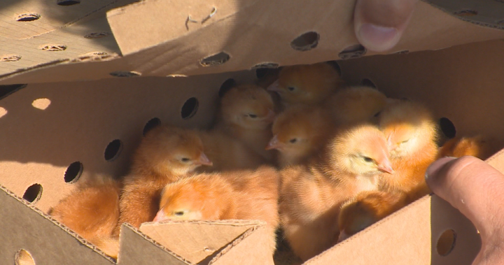 A thousand baby chicks flown from Alberta to Kelowna amid looming Canada Post strike [Video]