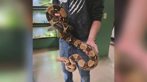 Search for 6-foot-long boa constrictor near Tofino beach [Video]