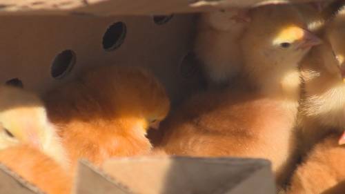 Chickening out on snail mail: Man airlifts 1K chicks to Penticton amid Canada Post strike fears [Video]