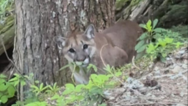 Trail near Garibaldi Lake closed after hikers have scary cougar encounter [Video]