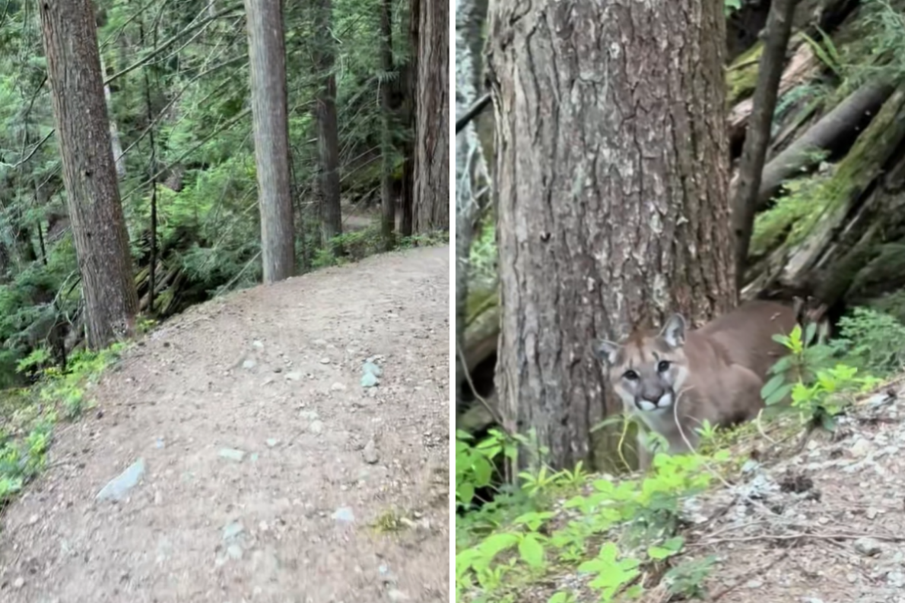 Moment Man on Hike Realizes He’s Being Watched by Terrifying Predator [Video]