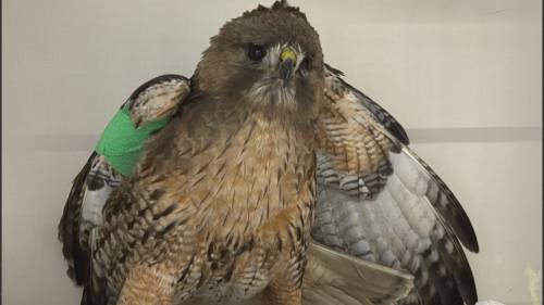 Burnaby RCMP rescue wounded hawk in distress [Video]