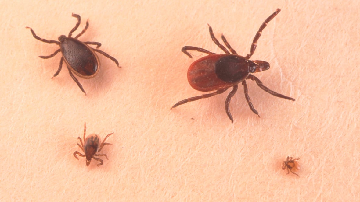 Ticks are showing up in places where they didnt use to [Video]