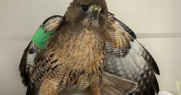 Burnaby RCMP called to rescue an injured hawk – BC [Video]