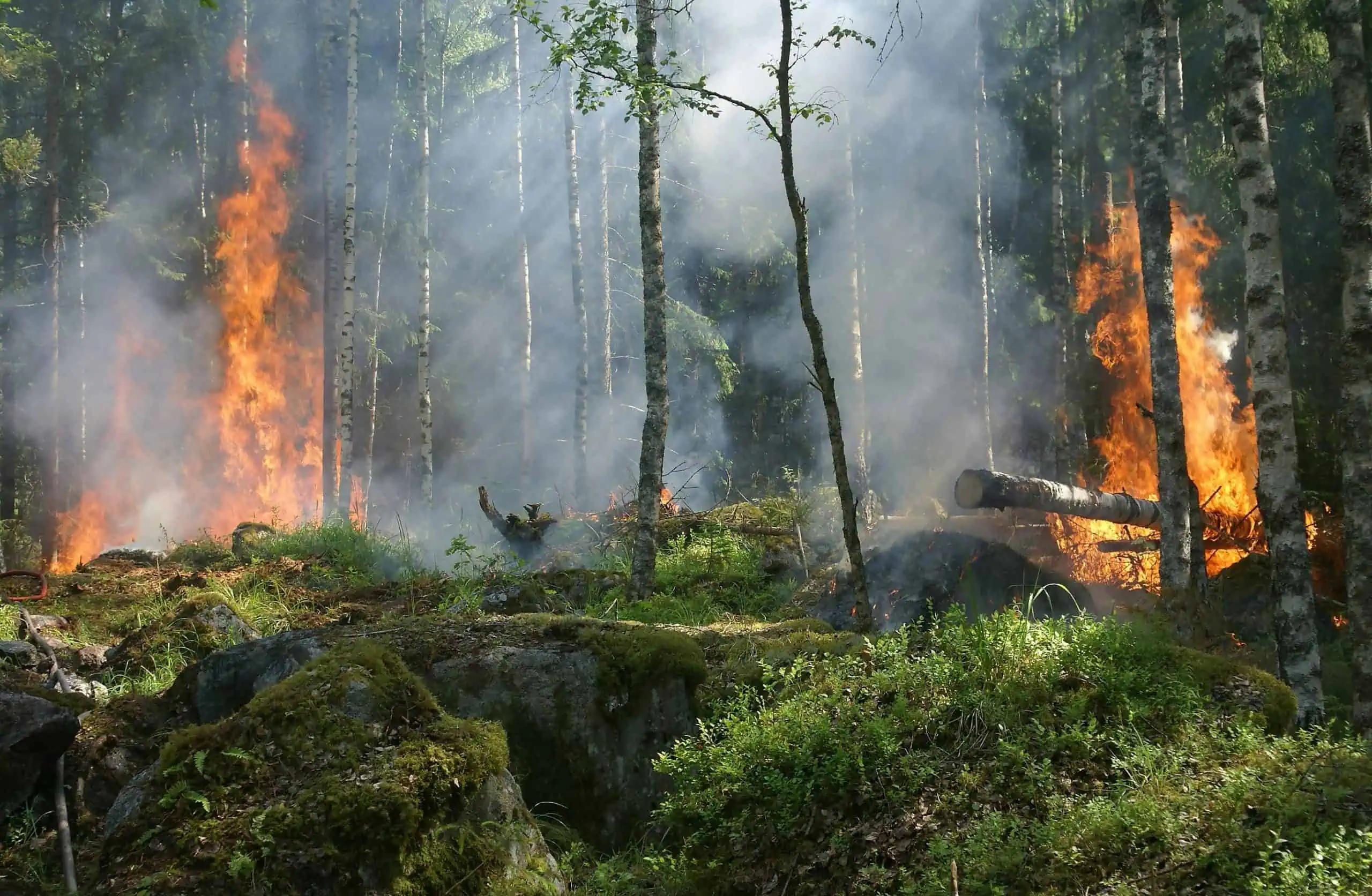 Over 100 wildfires currently out of control across Canada, report says [Video]